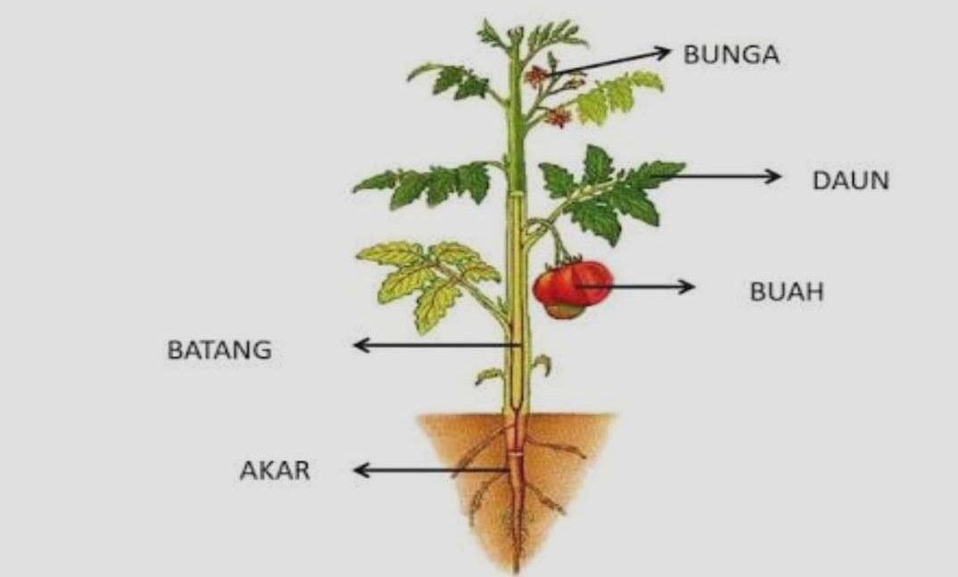 Bagian Tumbuhan Beserta Fungsinya