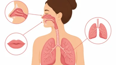 Fungsi Hidung, Paru-Paru, Bibir dalam Sistem Tubuh Manusia